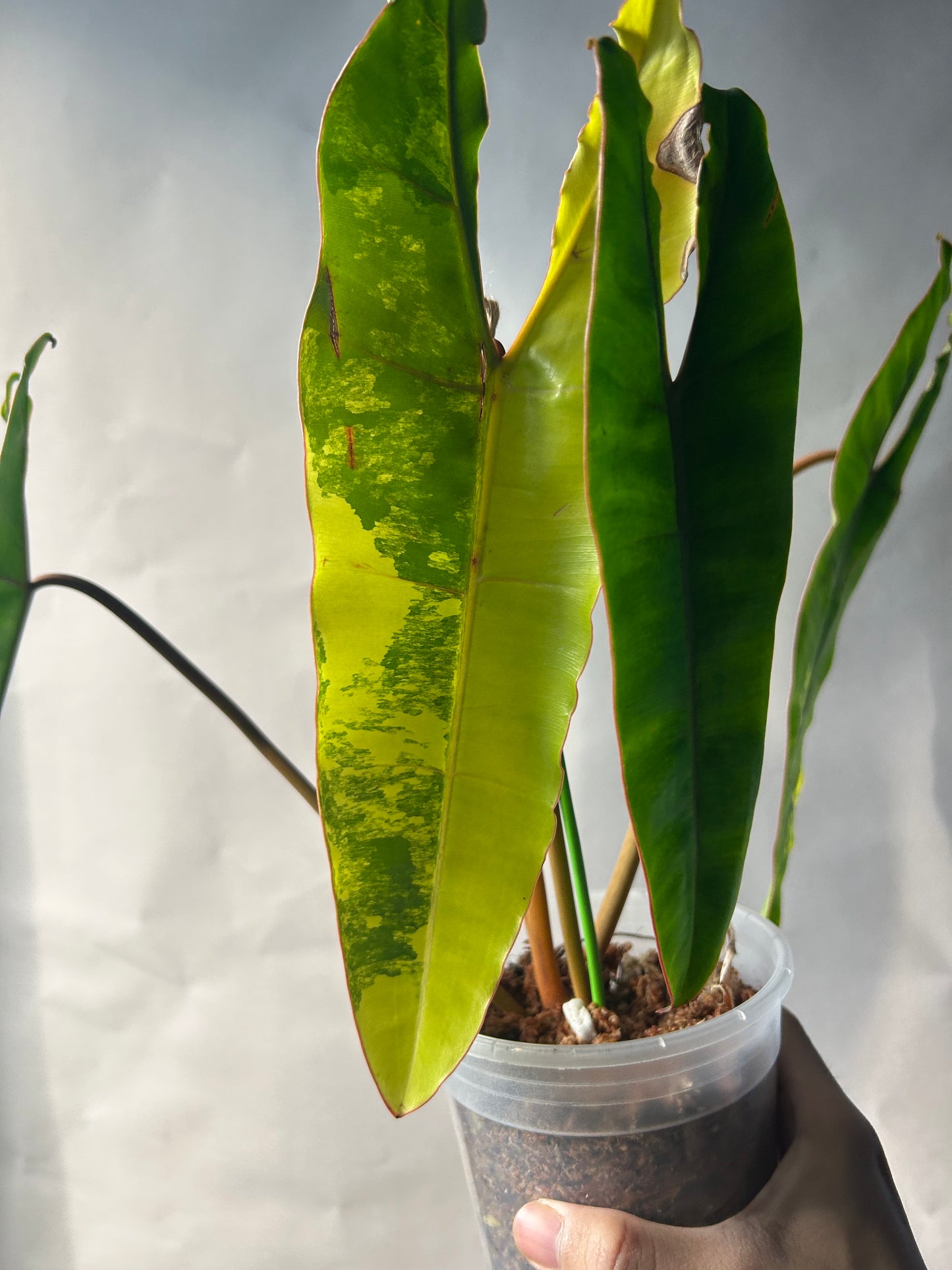 The Never Out Trend Philodendron Combo