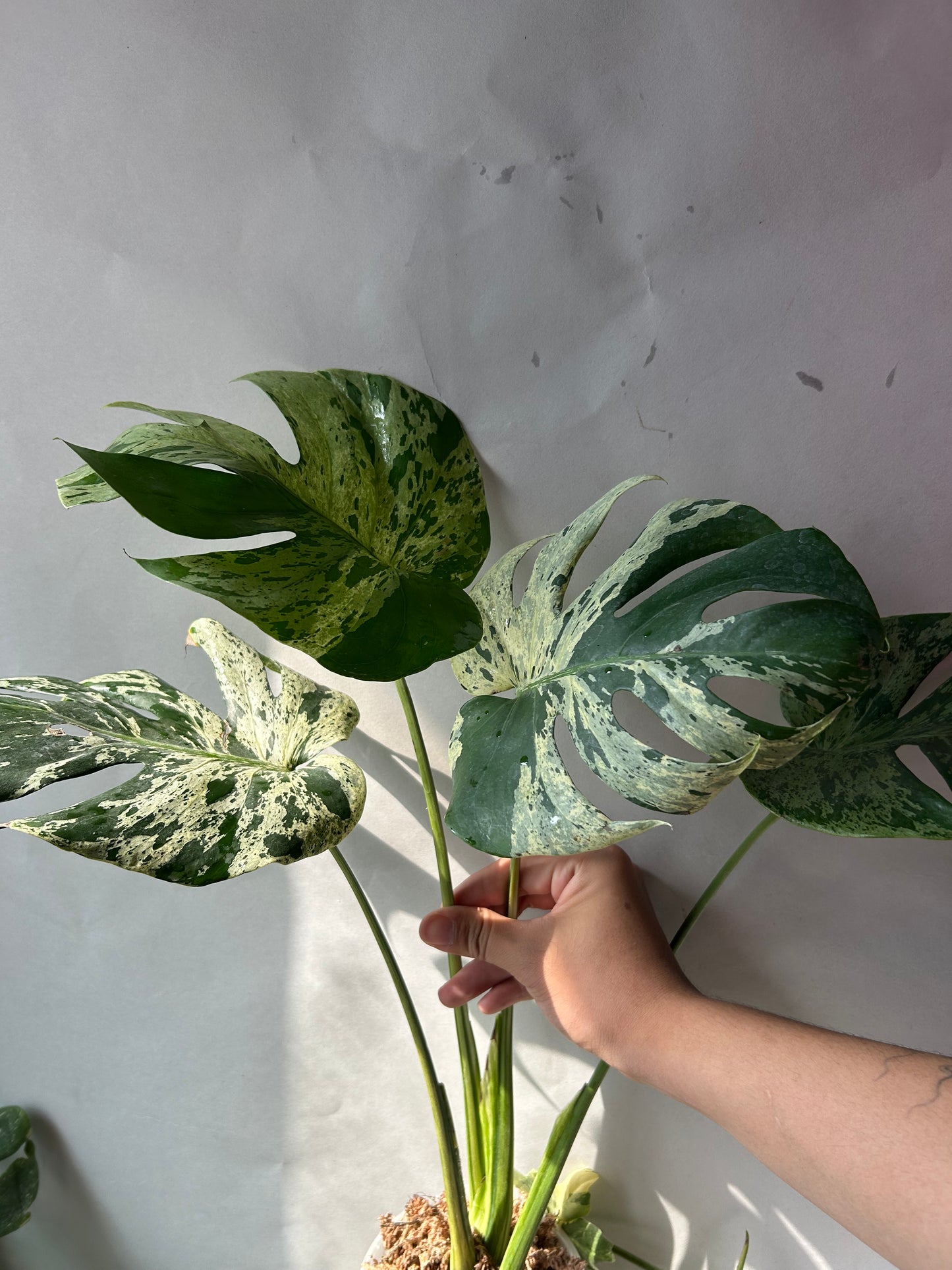 Monstera Deliciosa Vietciosa