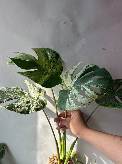 Monstera Deliciosa Vietciosa