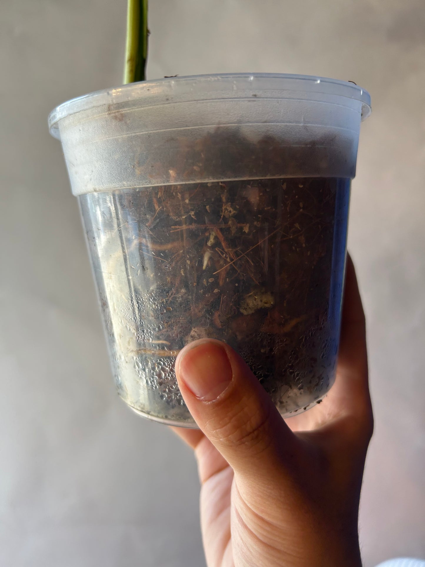 Monstera White Lava Cutting