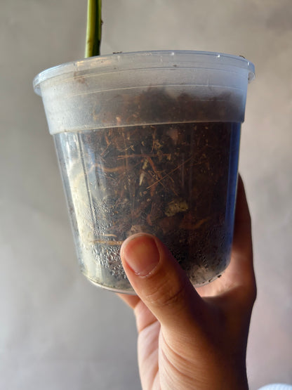 Monstera White Lava Cutting