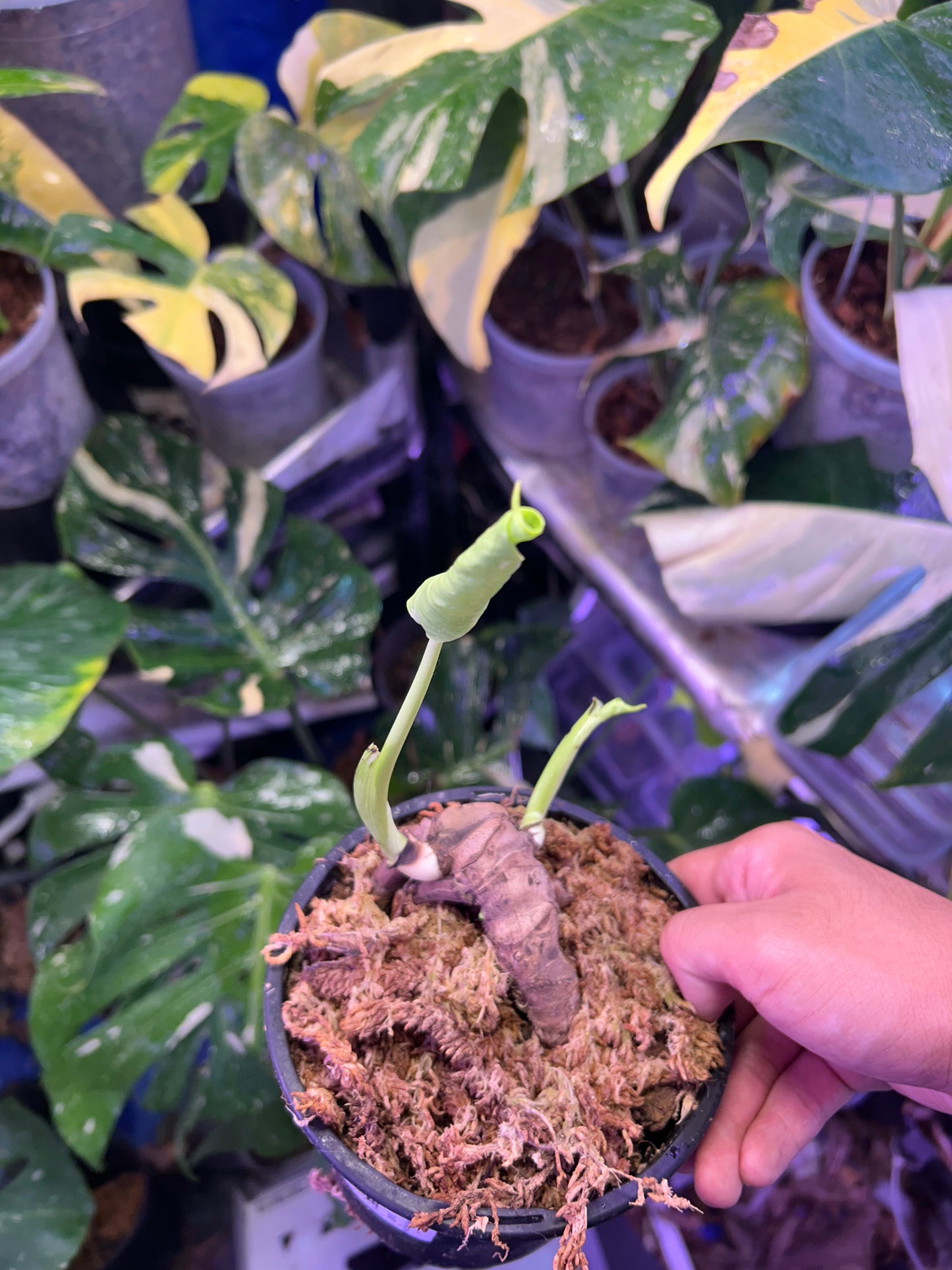 Monstera Fishbone Whole Bottom Cut