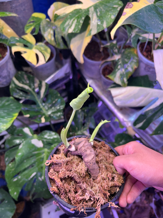 Monstera Fishbone Whole Bottom Cut