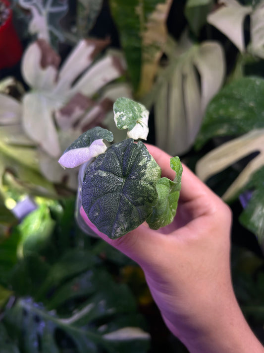 Alocasia Melo Albo