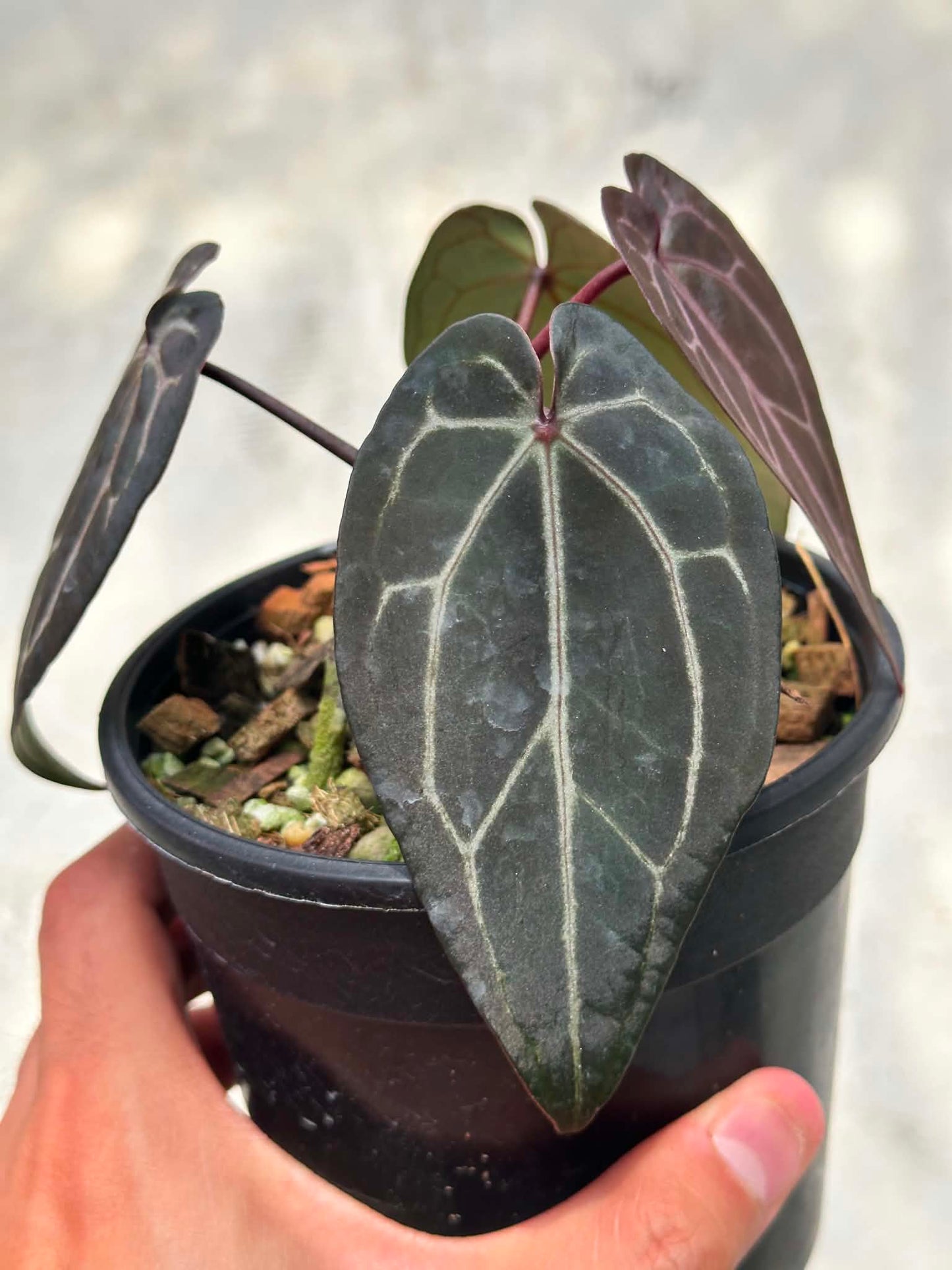 Selected - Anthurium ( Michelle x Michelle ) Docblock x Michelle Docblock by The Realm Of Leaf