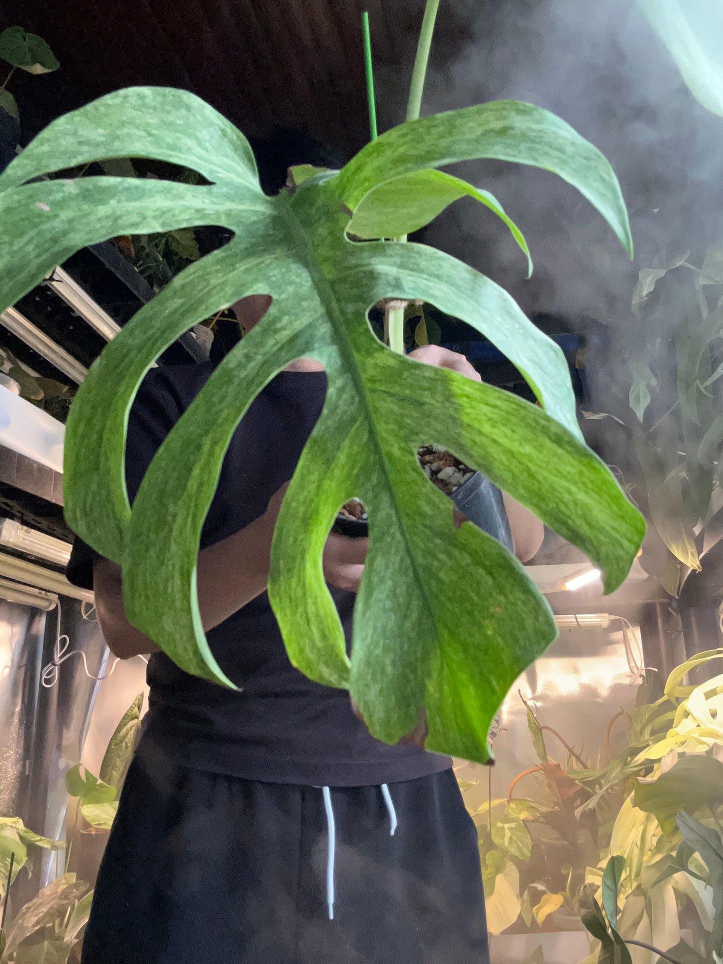 Monstera Jungle Full Mint Top Cut