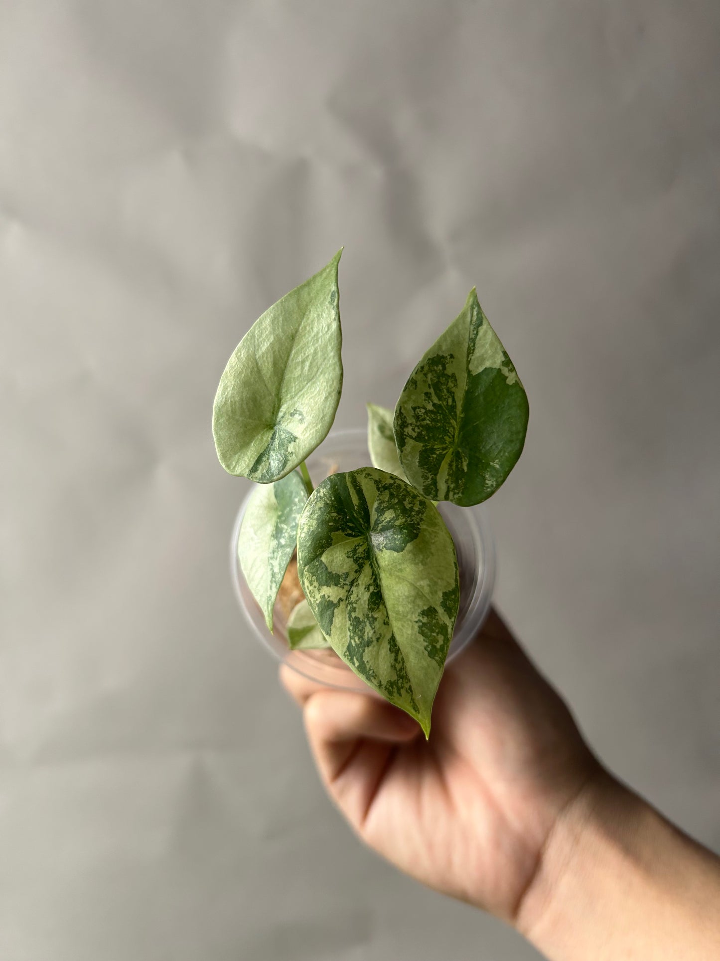 Alocasia Sinuata Albo