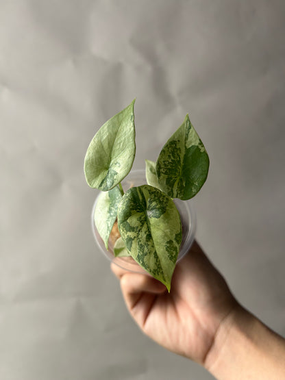 Alocasia Sinuata Albo