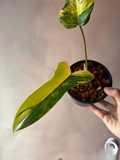 Philodendron Flobe x Mayoi (Kitina)