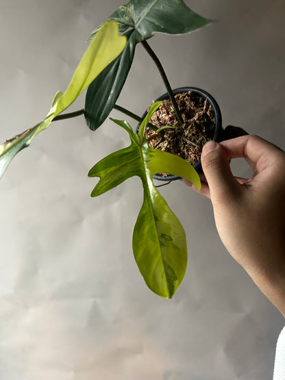 Philodendron Florida Beauty