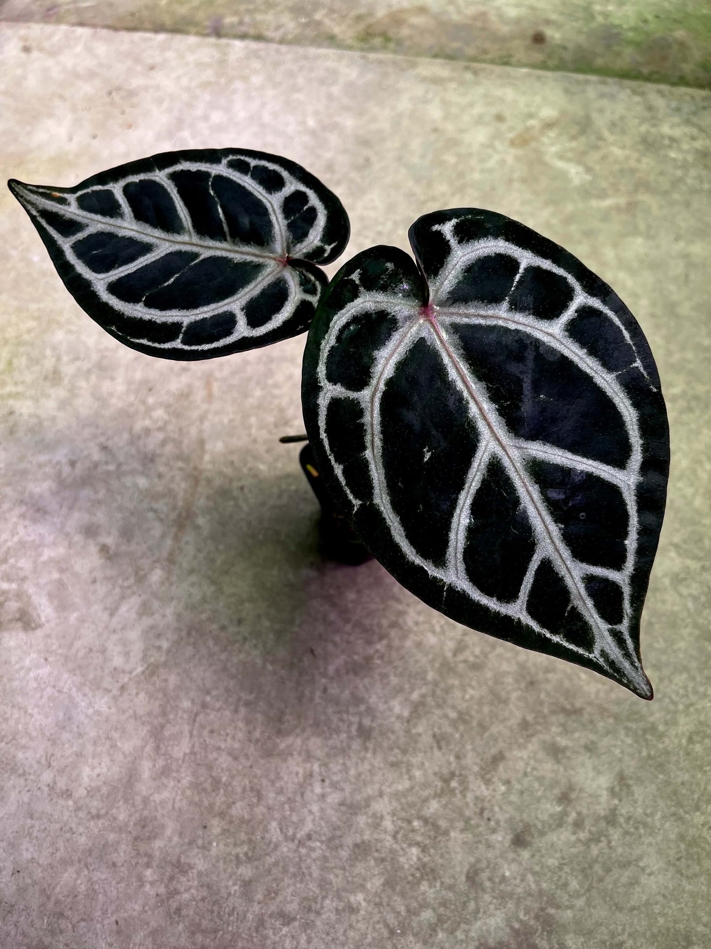 Anthurium ( Michelle Long Form x Zara ) x Self by Han Kirok