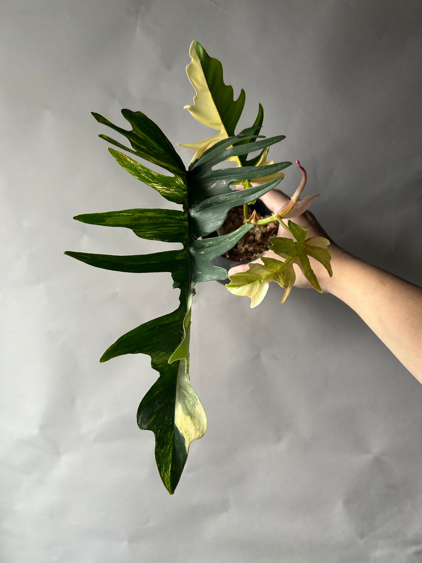 Philodendron Florida Beauty x Tortum