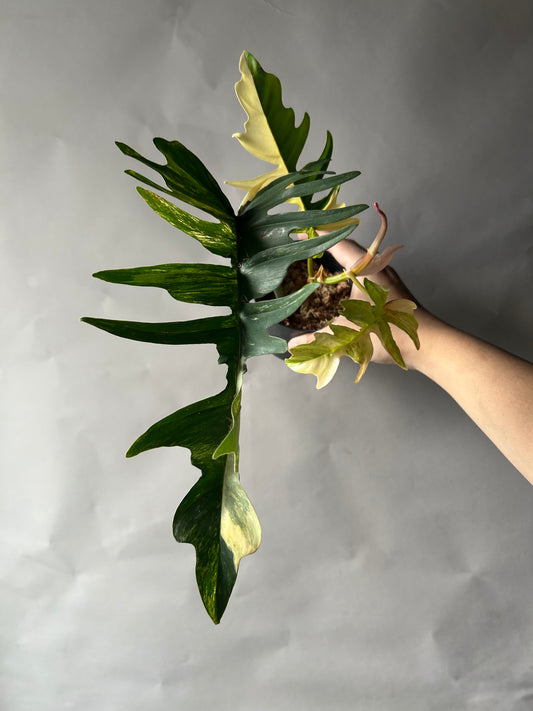 Philodendron Florida Beauty x Tortum