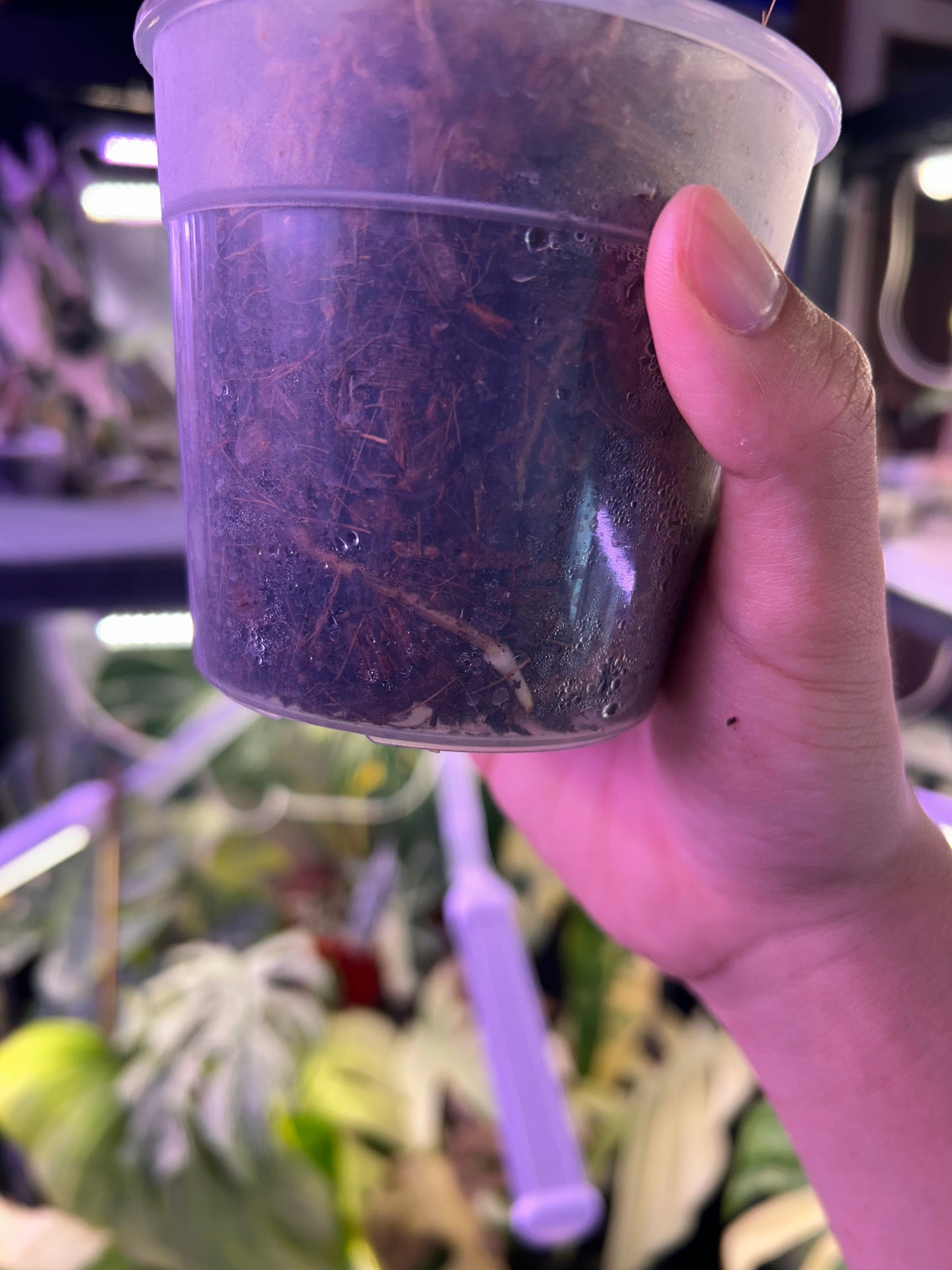 Monstera Jungle Mint