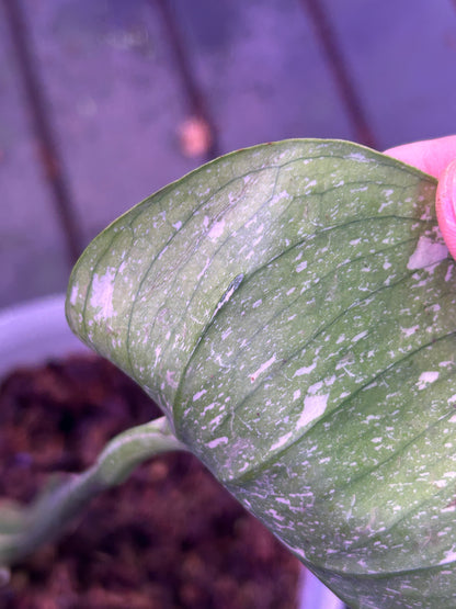 Monstera Medusa Cutting