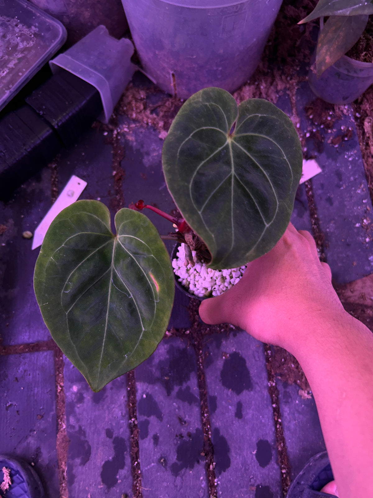 Anthurium King Of Spade