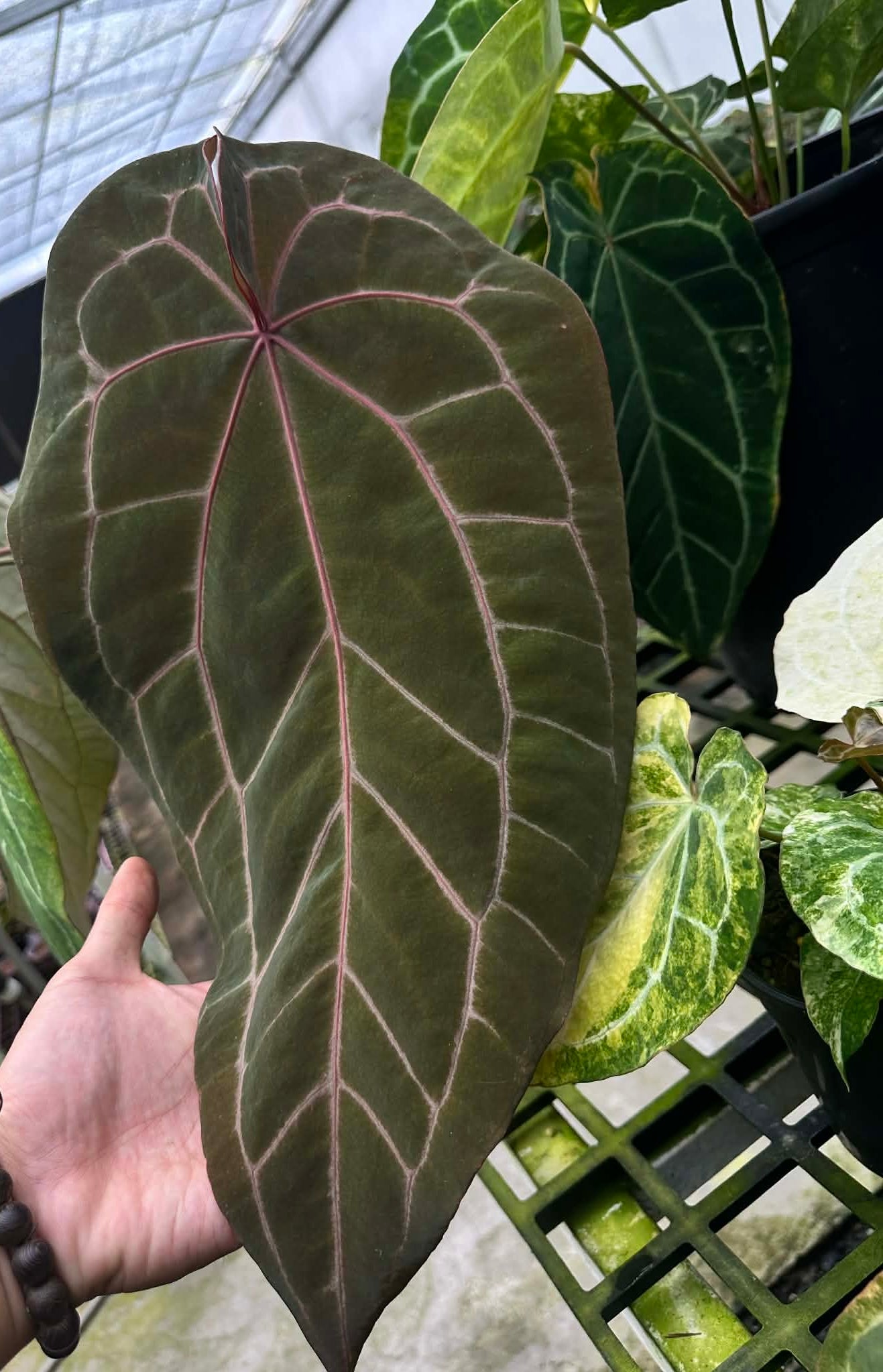 Anthurium Variegated Seed Set