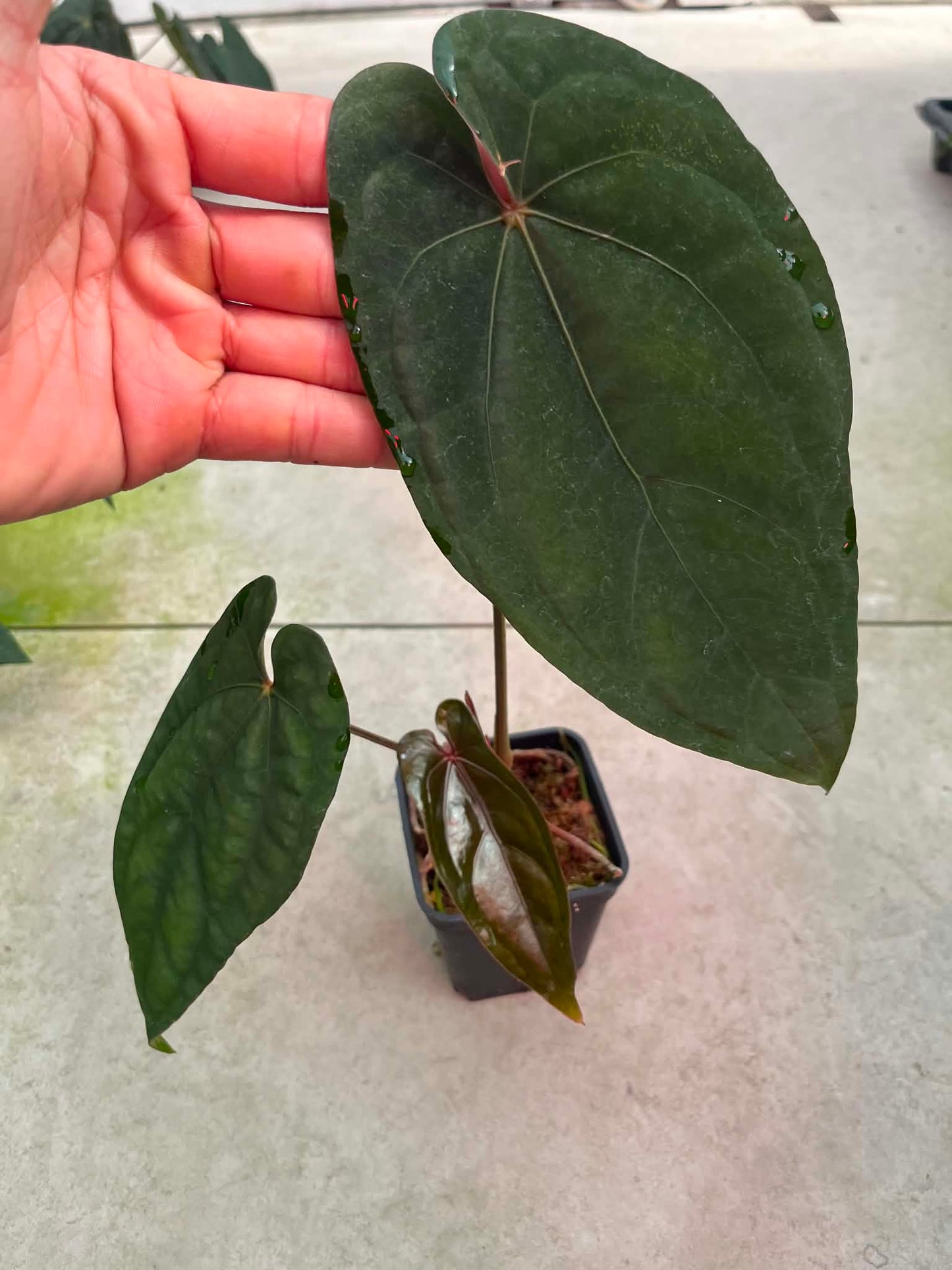 Anthurium AOS ‘Tezula’ x Dressleri By Han Kirok