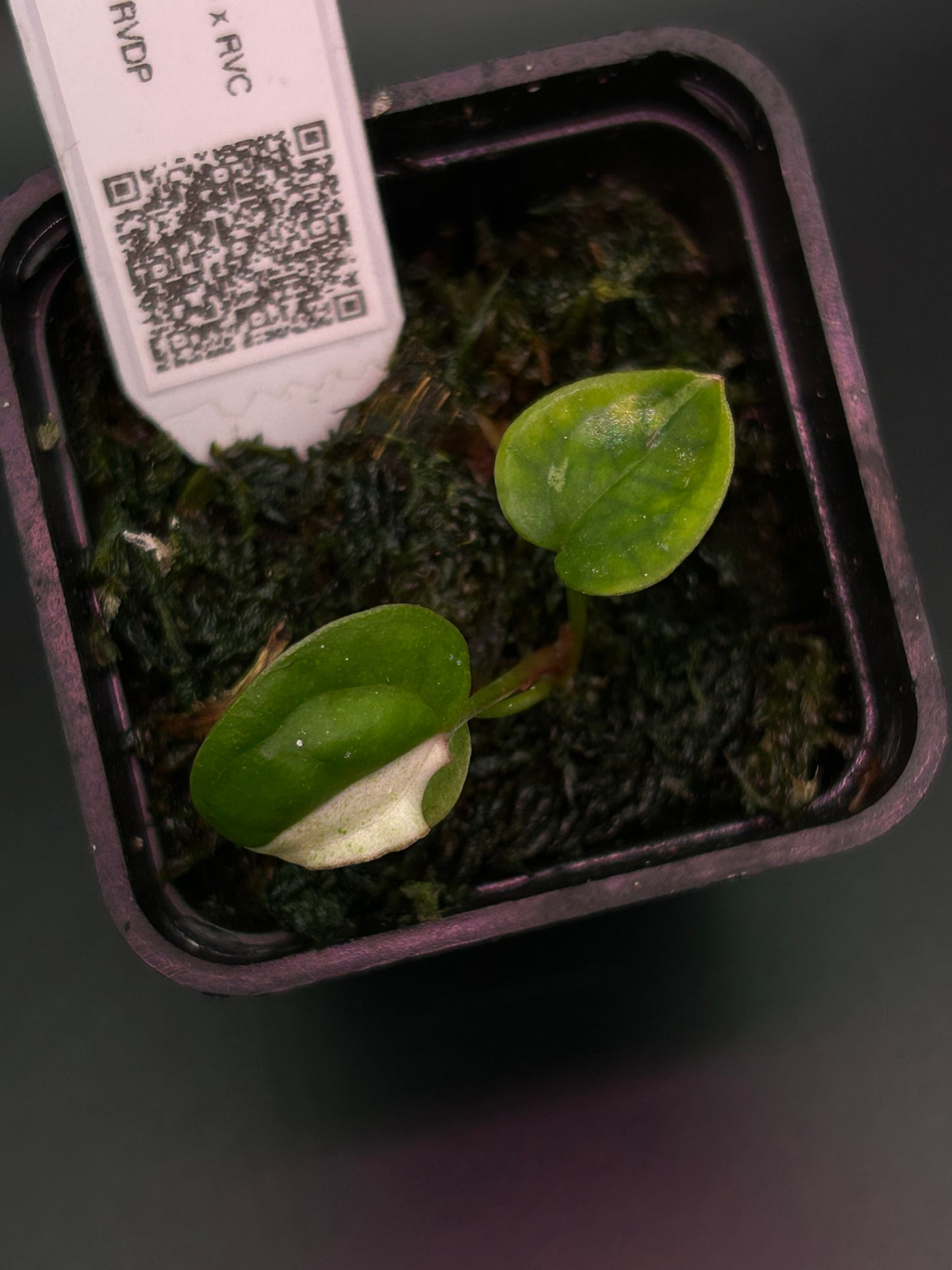 Pink Albo Anthurium ( DH x RVC ) x (Dockblock x RVDP)