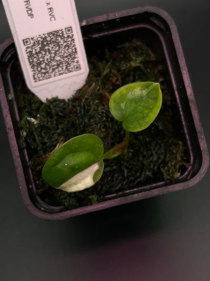 Pink Albo Anthurium ( DH x RVC ) x (Dockblock x RVDP)