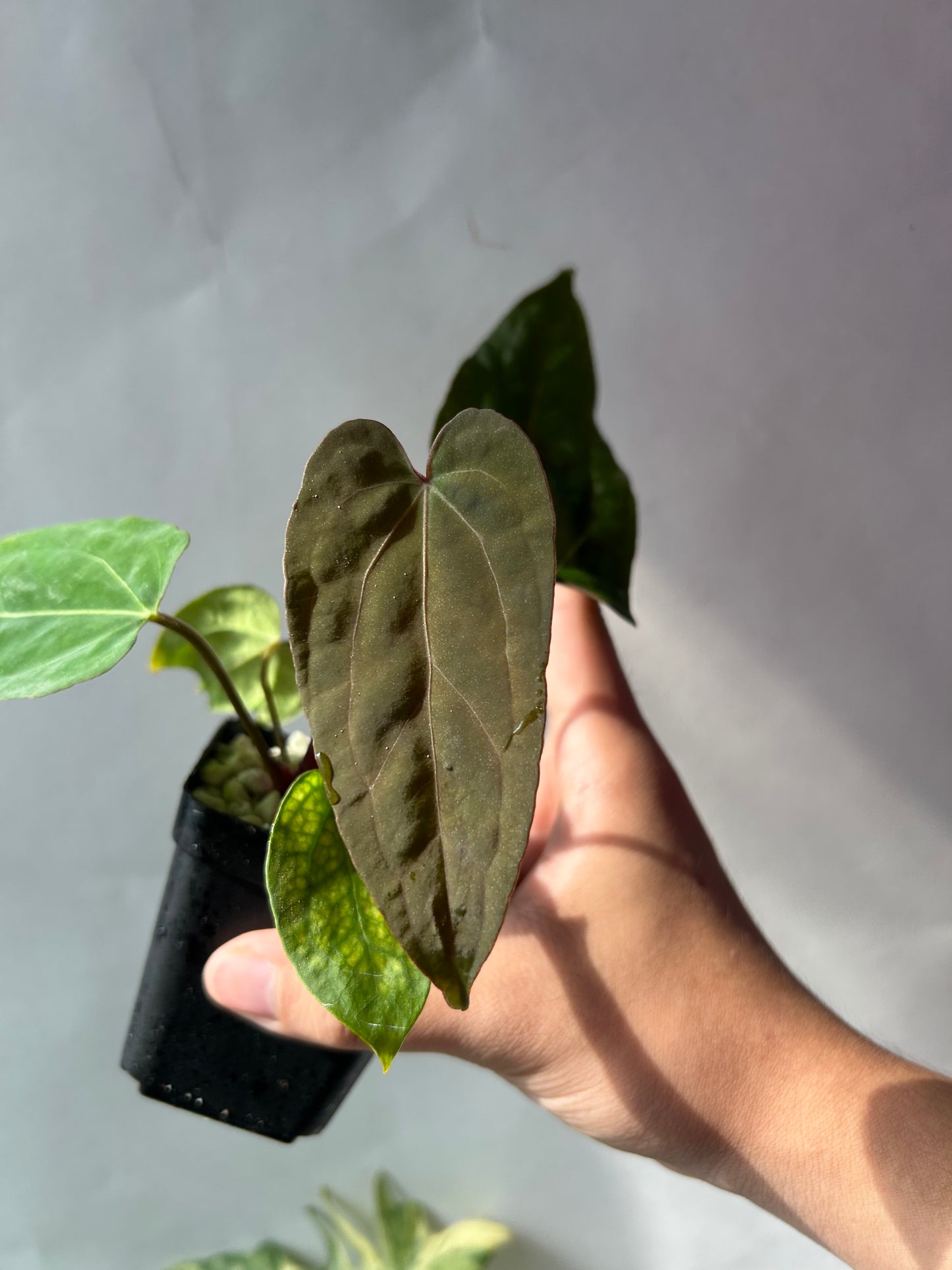 Anthurium Red Chocolate x (Ree Garden x RL )