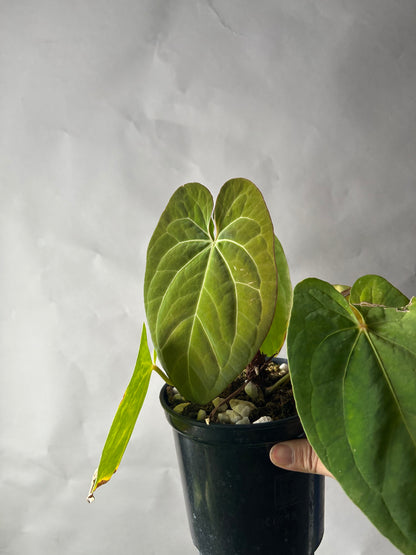 Anthurium Hoffmani x Papi