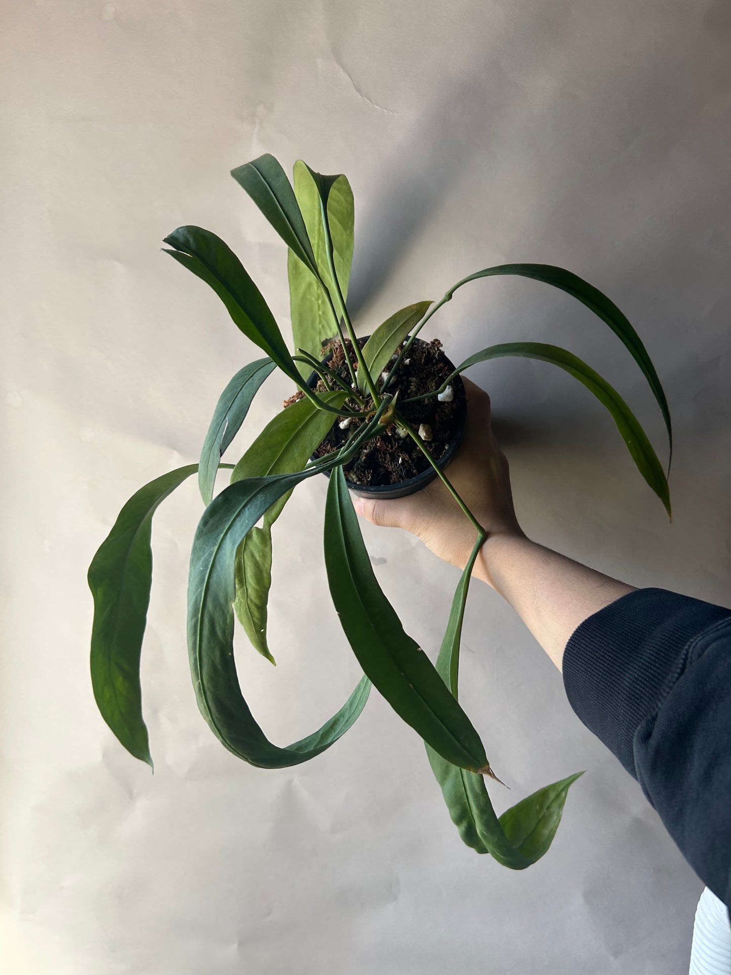 Anthurium Vittarifolium