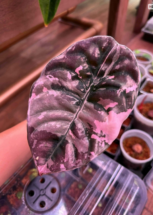 Alocasia Cuprea True Pink