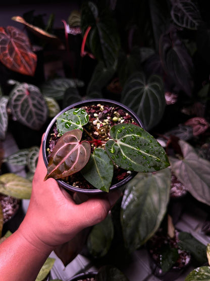 Anthurium Carlablackie (‘District’ x RA8) S1