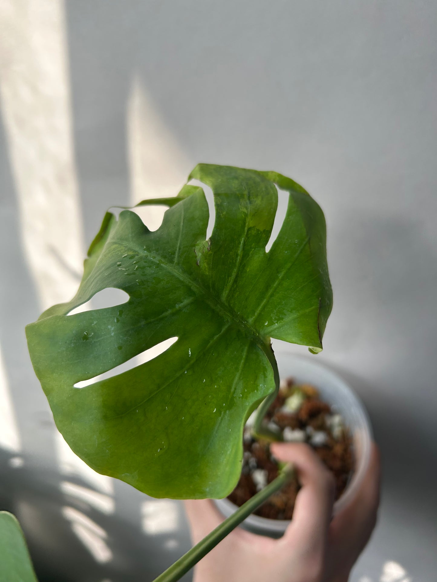 Monstera Deliciosa Green-on-Gree