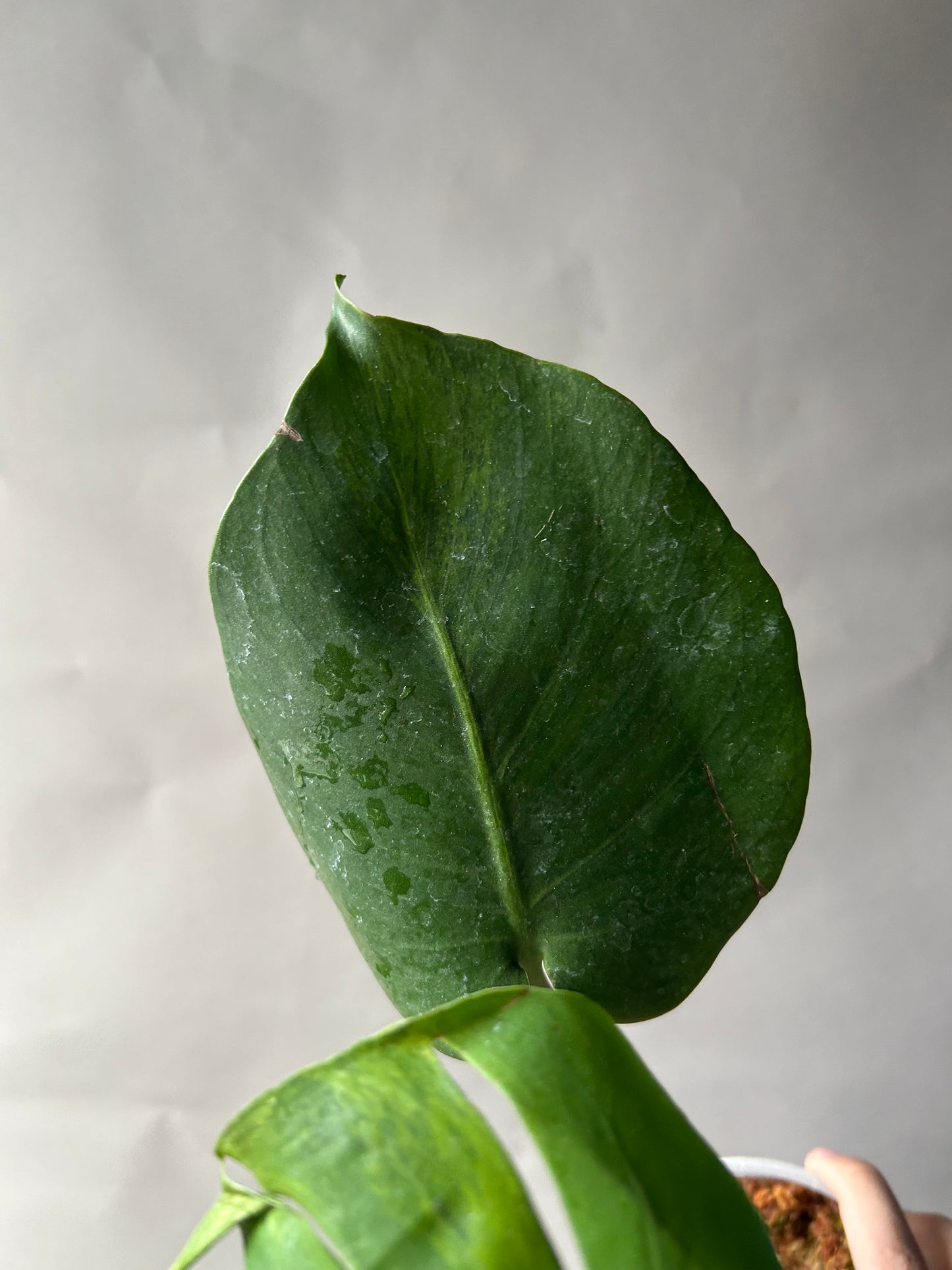 Monstera Deliciosa Green On Green