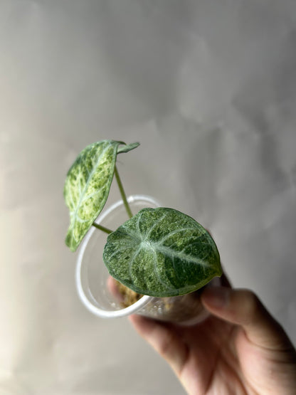 Alocasia Ninja Tricolor Splash