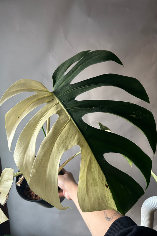 Monstera Deli x Bors Mint ( True Mint)