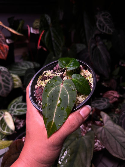 Anthurium Carlablackie (‘District’ x RA8) S1