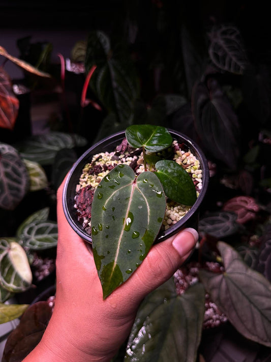 Anthurium Carlablackie (‘District’ x RA8) S1