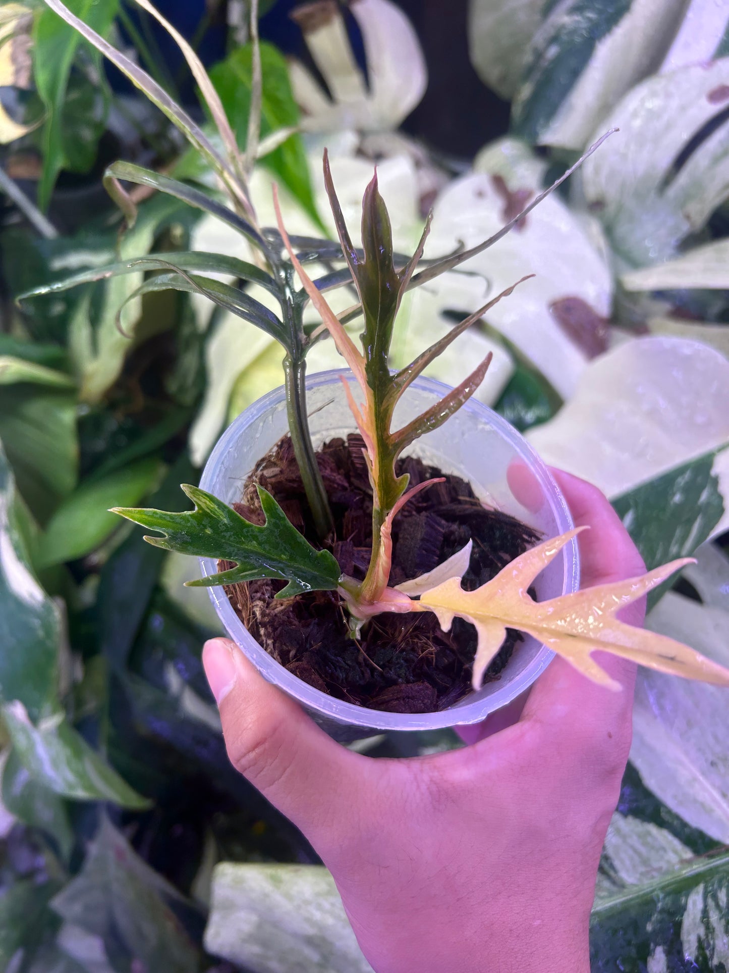 Philodendron Tortum Variegated