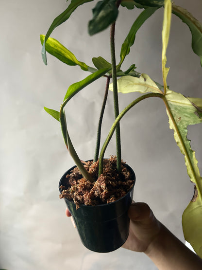 Philodendron Florida Beauty