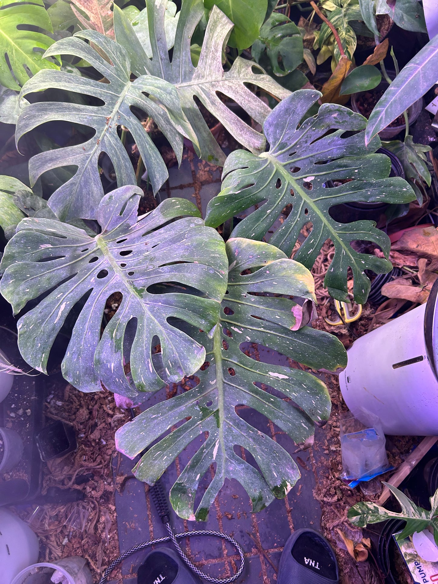 Monstera Fishbone ( Full Plant )