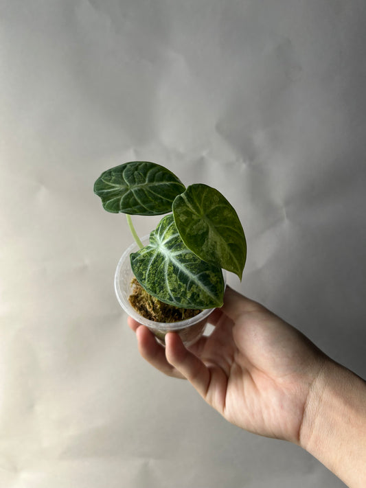 Alocasia Ninja Tricolor Splash