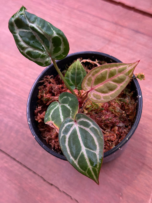 Anthurium DocBlock Zara ‘34’ x Tortoise ‘36’