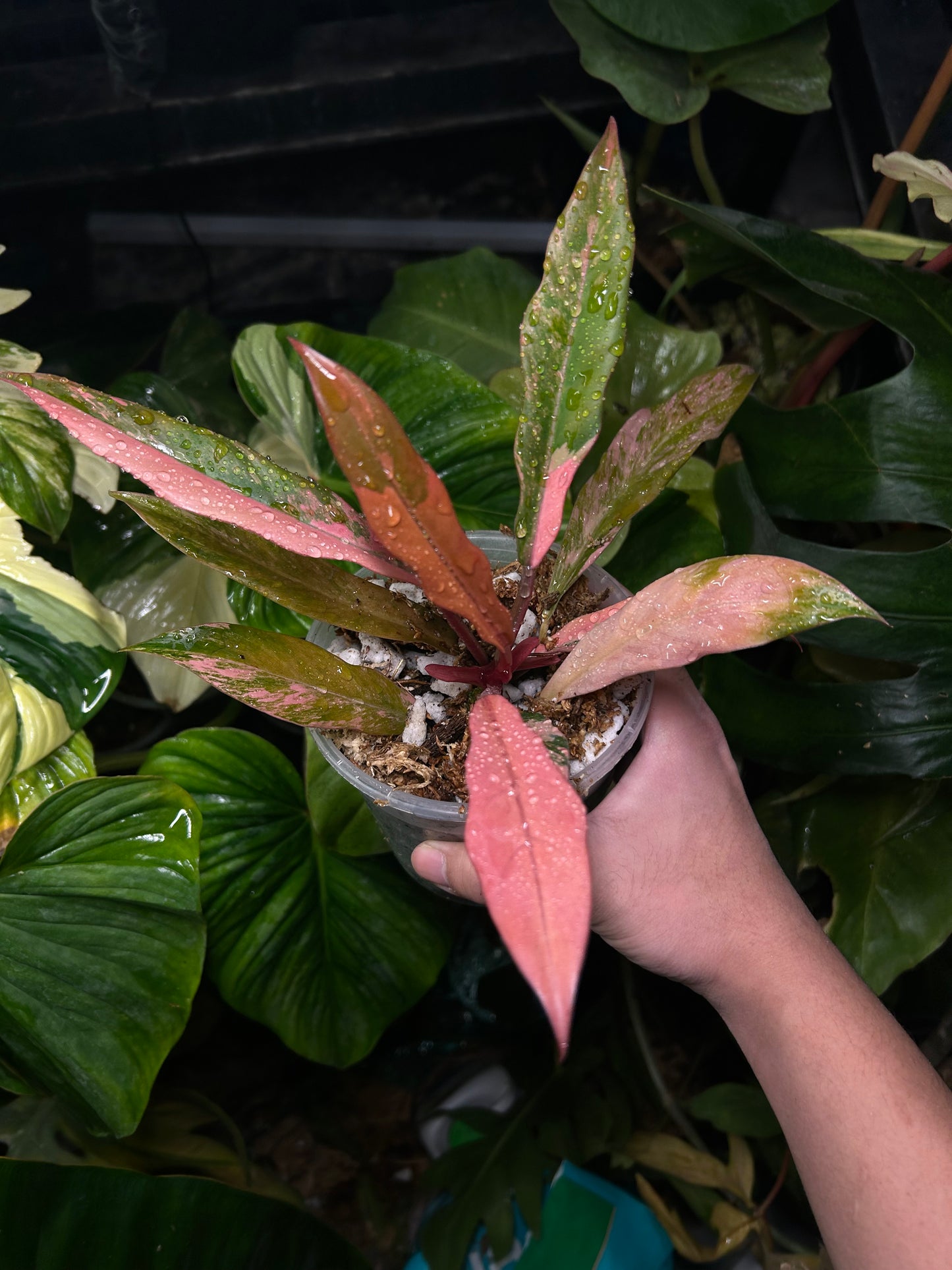 Philodendron Caramel Marble Variegated