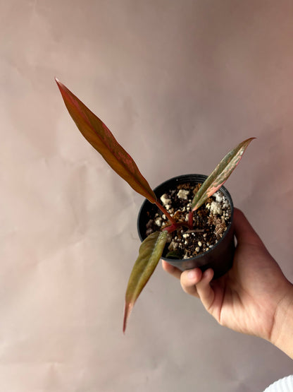 Philodendron Caramel Marble