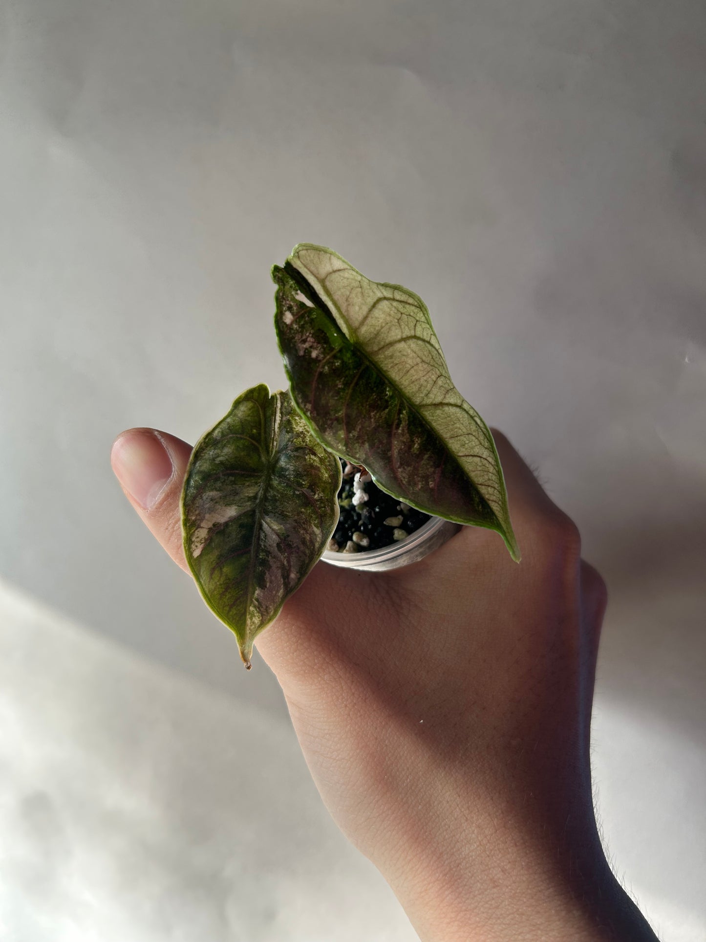 Alocasia Azlanii Pink