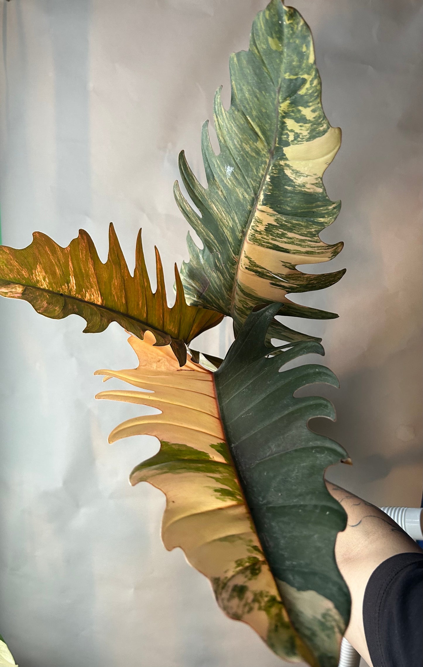 Philodendron Caramel Marble (Non TC)