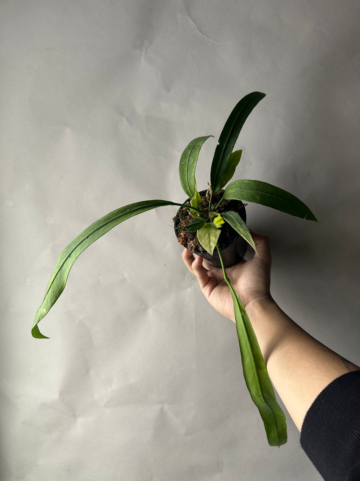 Anthurium Vittarifolium Variegated