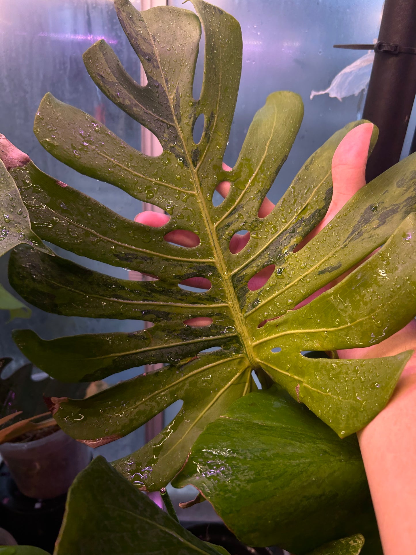 Monstera Matcha Mint