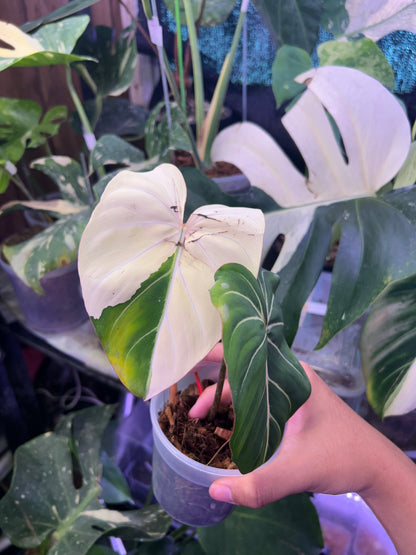 Philodendron Gloriosum Albo Type 1