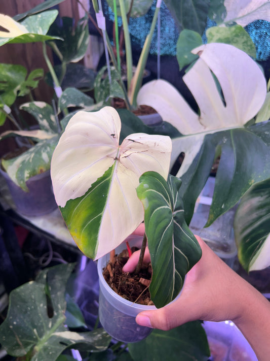 Philodendron Gloriosum Albo Type 1