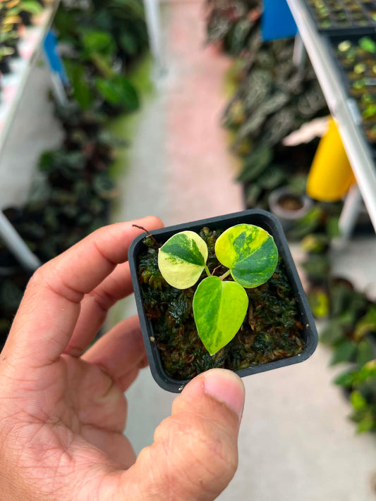 Variegated Anthurium ( Pap Var x RL) x Anthurium X1 by Han Kirok