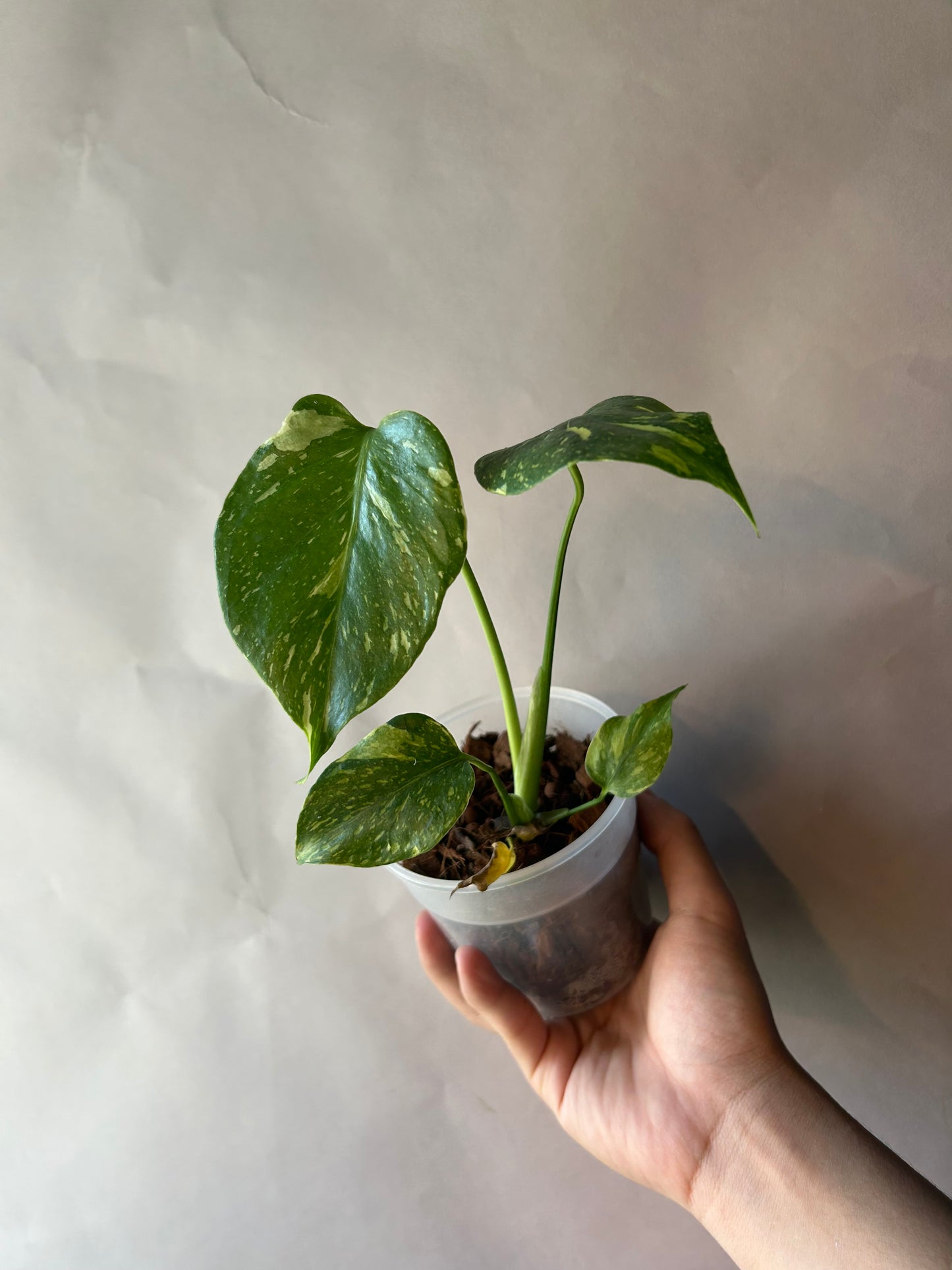 Monstera Deliciosa Electrolytes